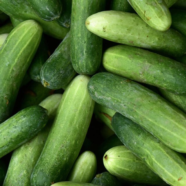 Cucumber